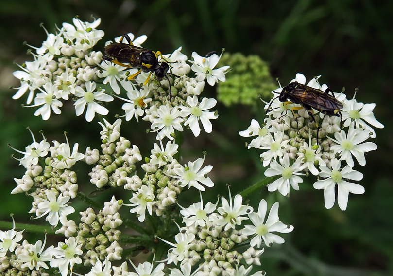 Heracleum9