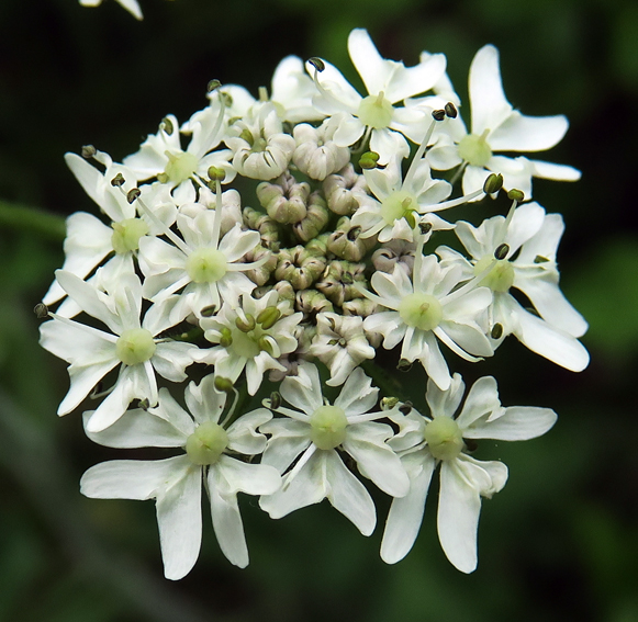 Heracleum10