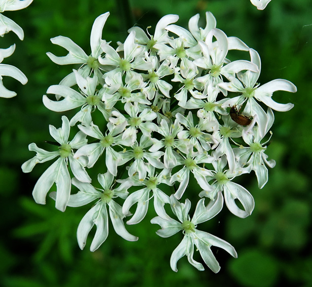 Heracleum6b