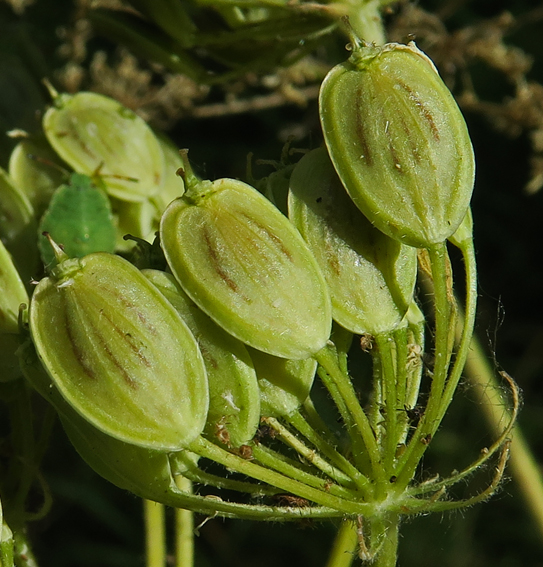 Heracleum8a