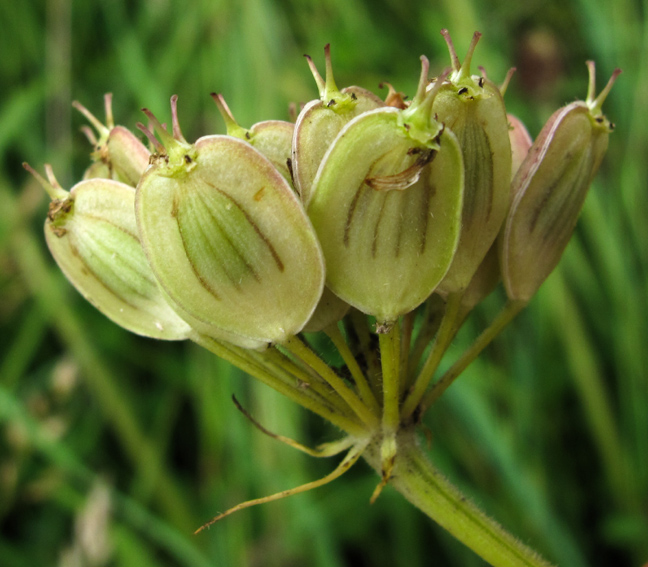 Heracleum8