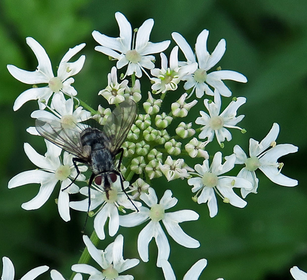 Heracleum5