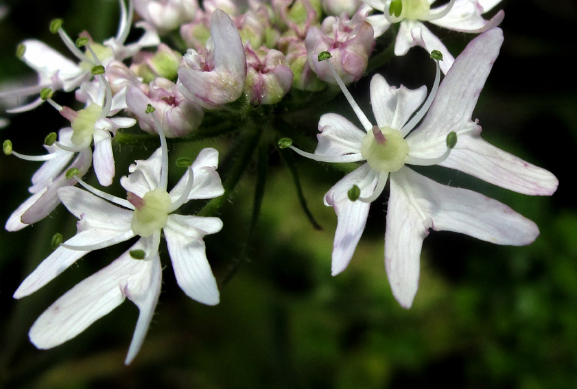 Heracleum6