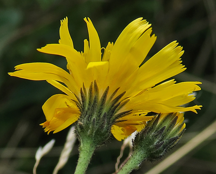 Hieracium39a