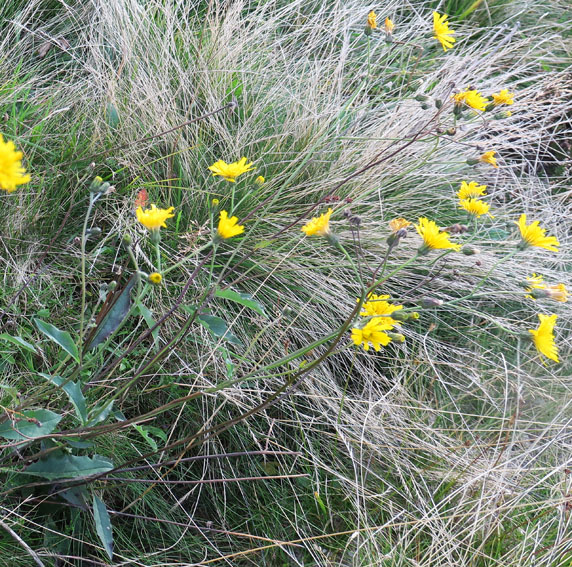 Hieracium36