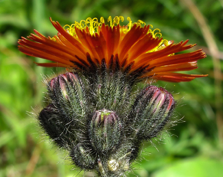 Hieracium17c