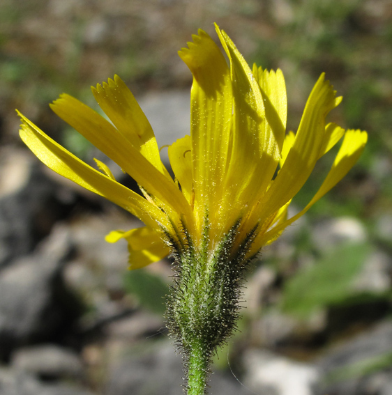 Hieracium5a