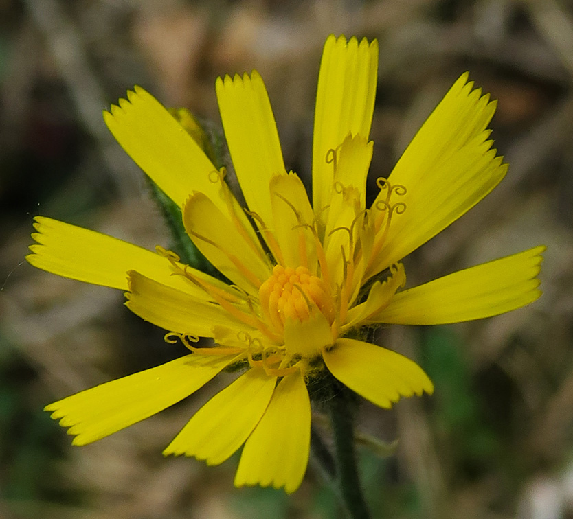 Hieracium5b