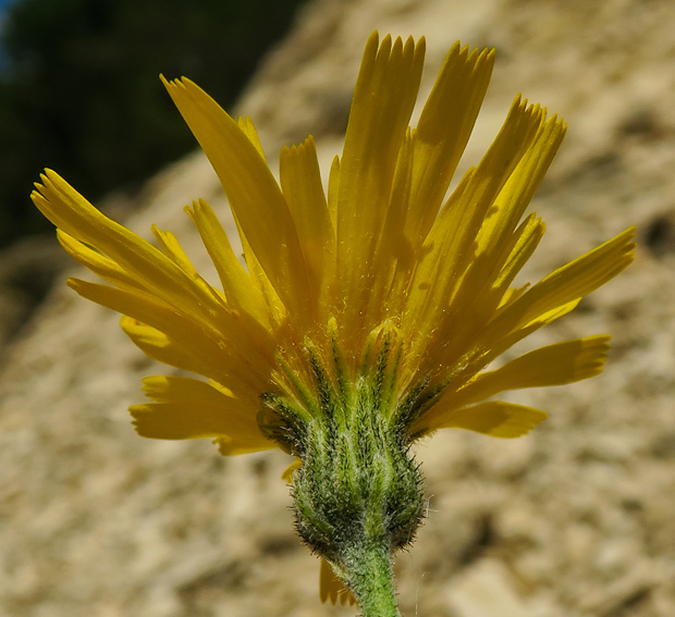 Hieracium5