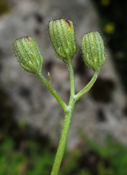 Hieracium34