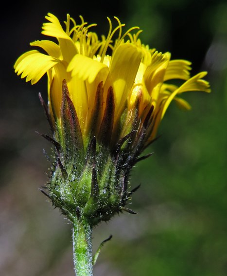 Hieracium44