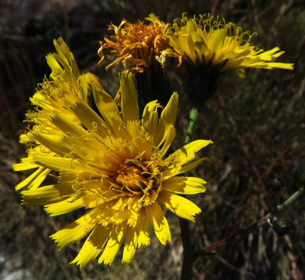 Hieracium42