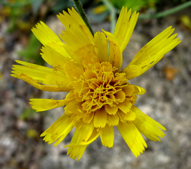 Hieracium20