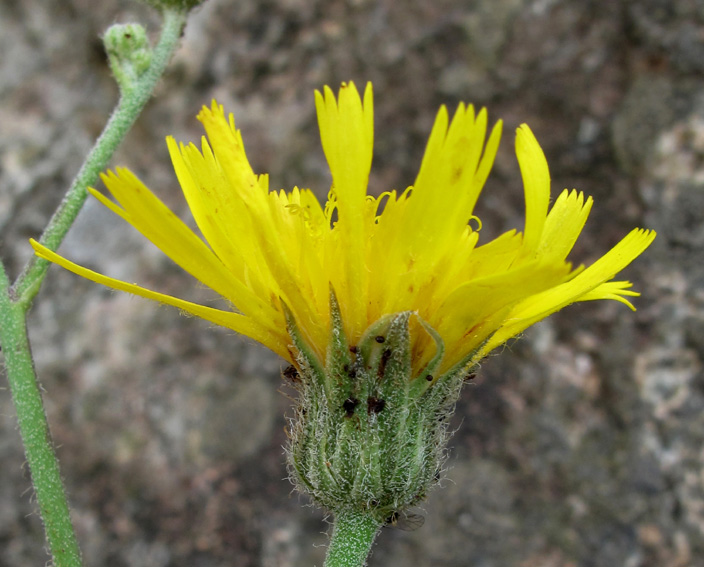 Hieracium19