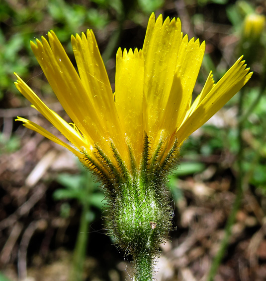 Hieracium3d