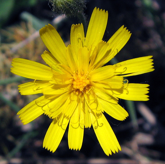 Hieracium3