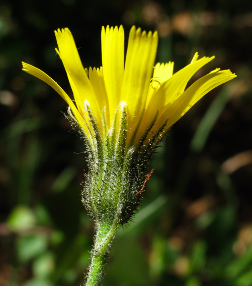 Hieracium3c