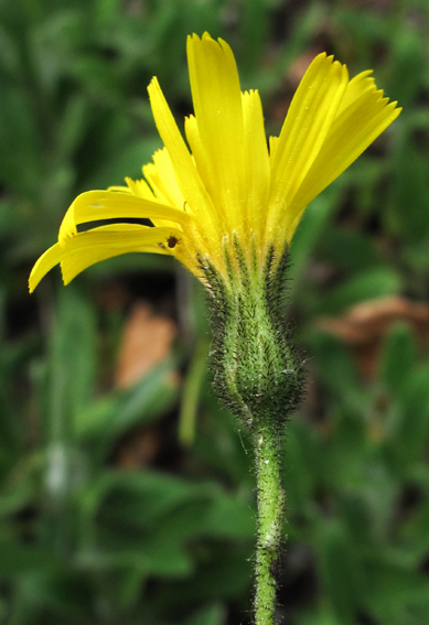 Hieracium27