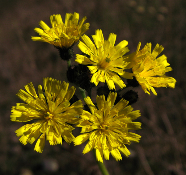 Hieracium13