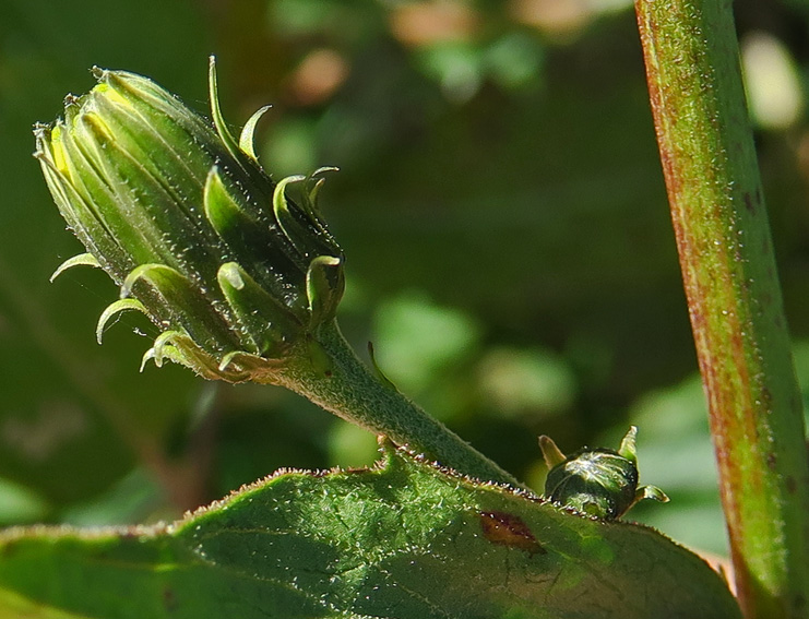 Hieracium8c