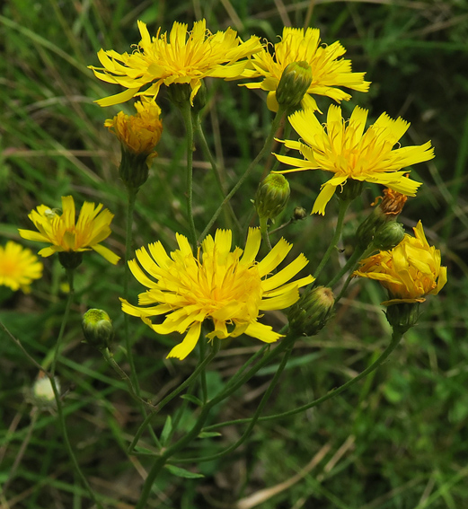 Hieracium8a