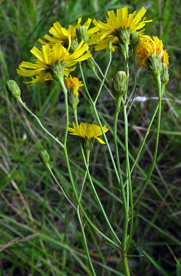 Hieracium8