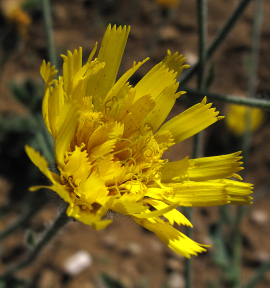 Hieracium24