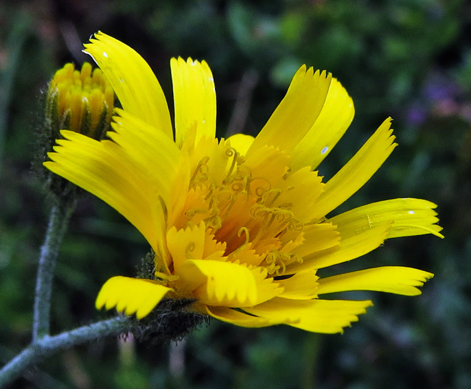 Hieracium38