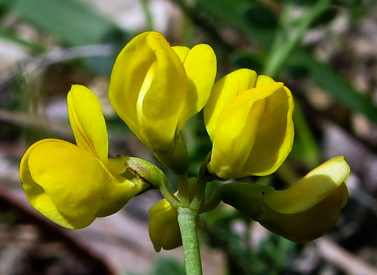 Coronilla11