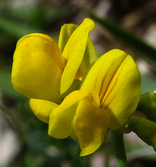 Coronilla12