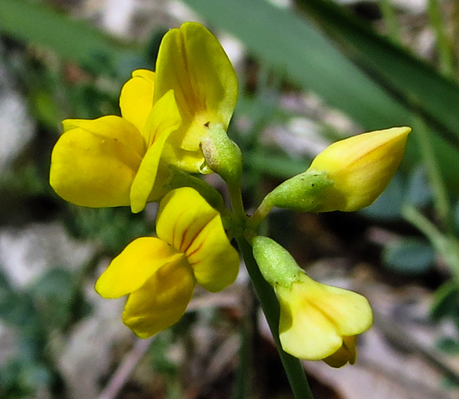 Coronilla10