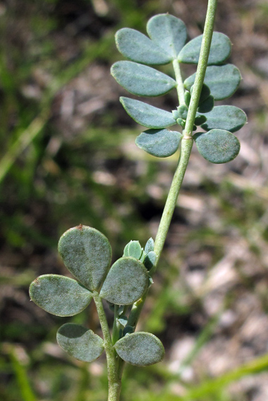 Coronilla8