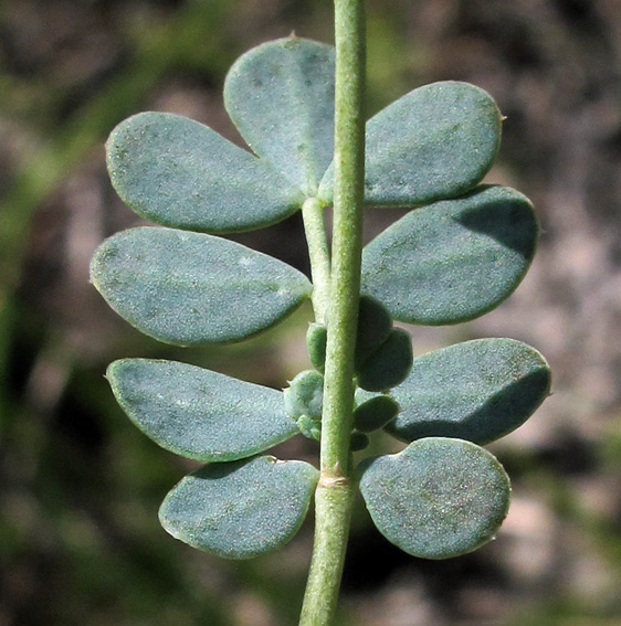 Coronilla9