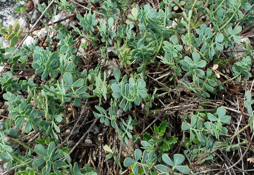 Coronilla7