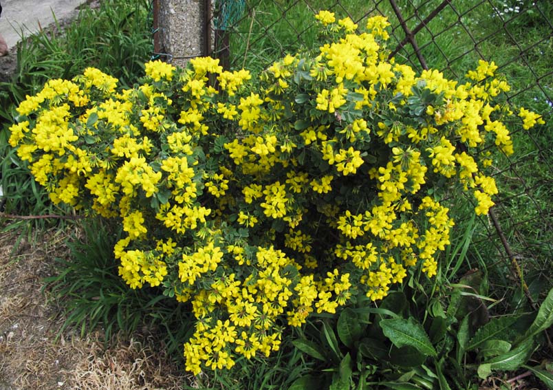 Coronilla0