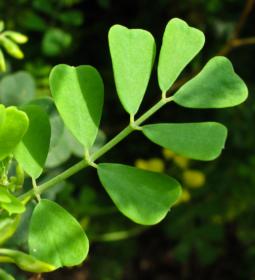 Coronilla3