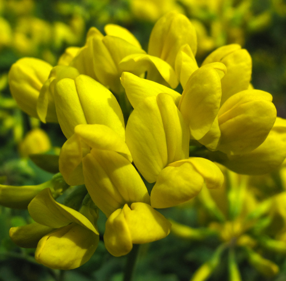 Coronilla4