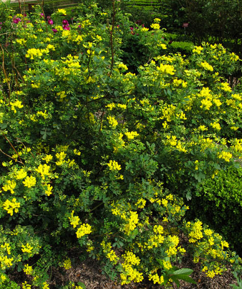 Coronilla1