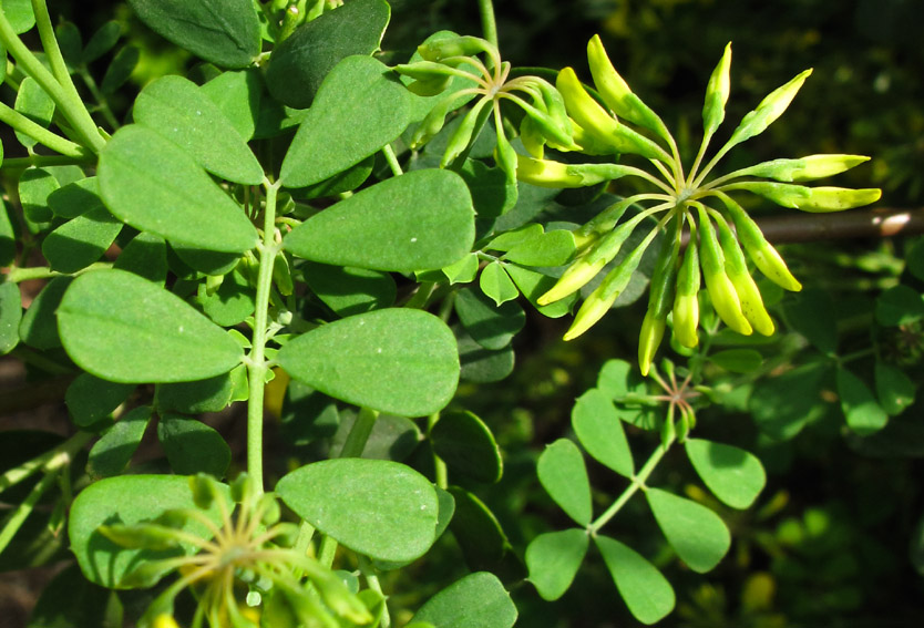 Coronilla2