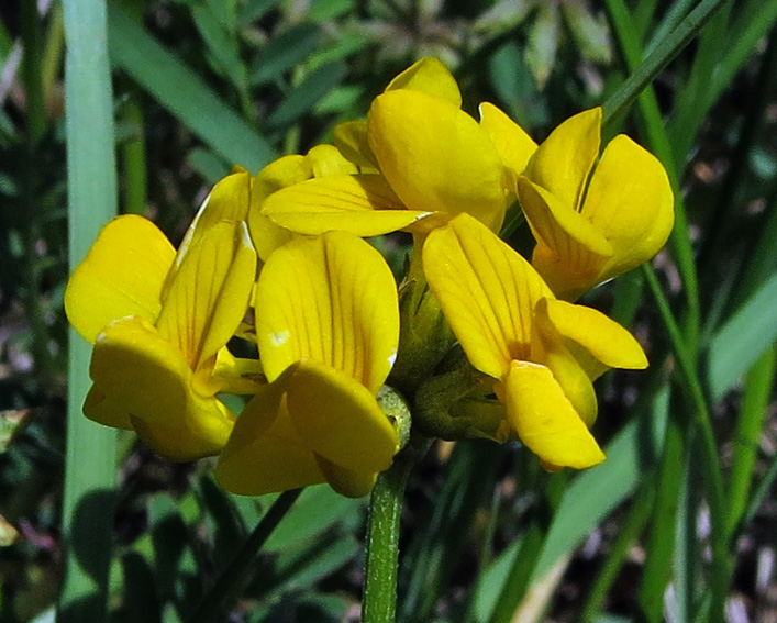 Hippocrepis4b