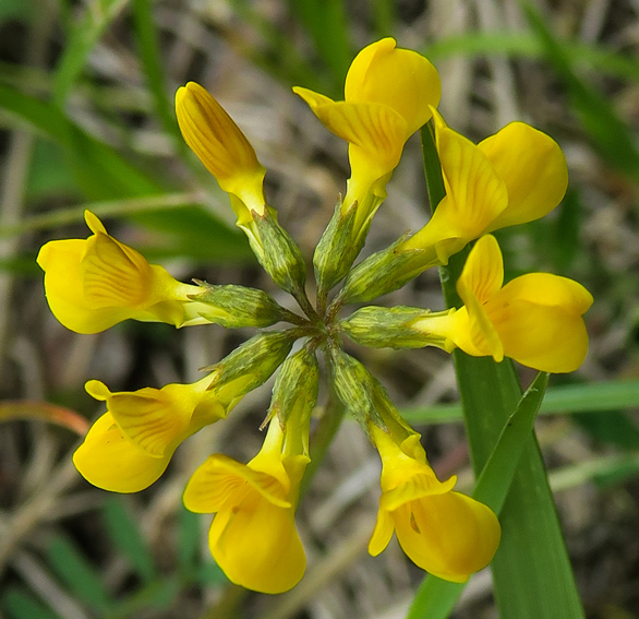 Hippocrepis4a