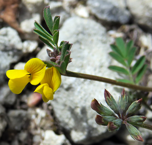 Hippocrepis2