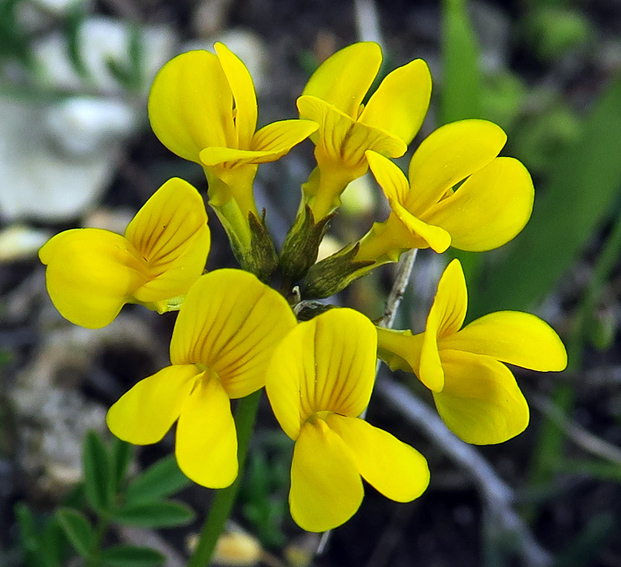 Hippocrepis4