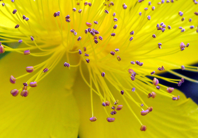 Hypericum2