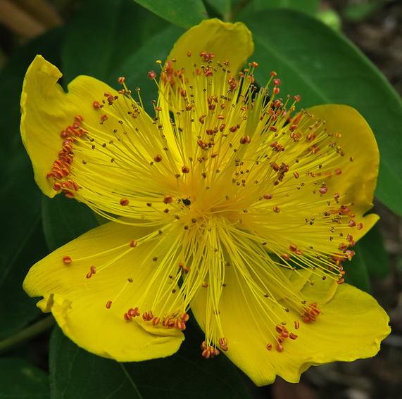 Hypericum1