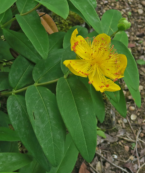 Hypericum0