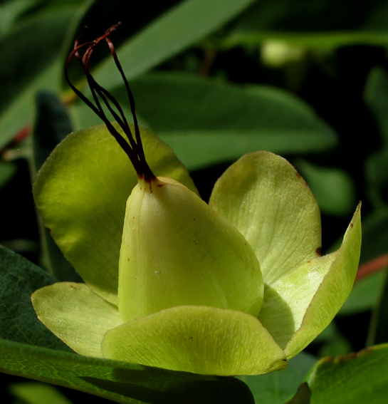 Hypericum2a