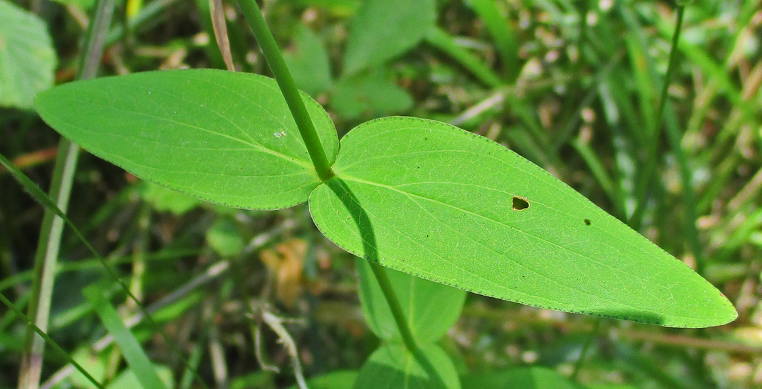 Hypericum2c