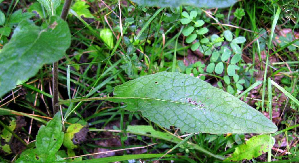 Inula2