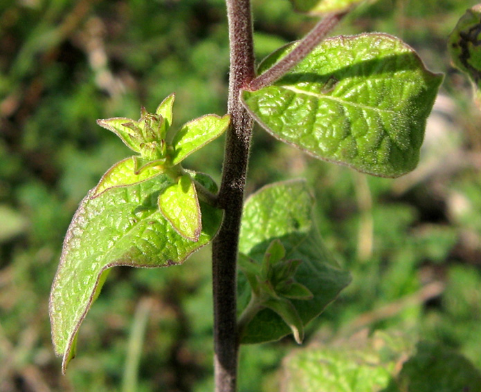 Inula3